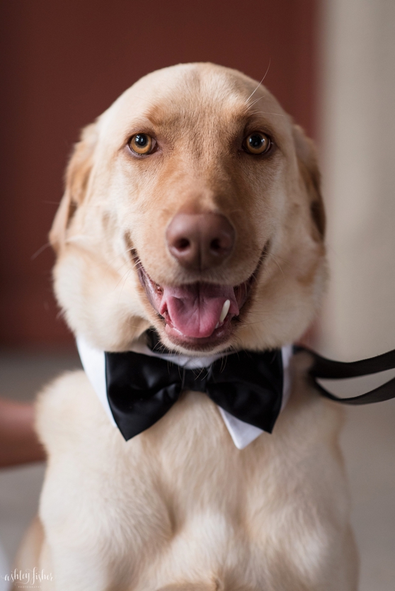 Photo of a dog in a bow tie at a wedding at the World's Fair Pavilion in Forest Park.