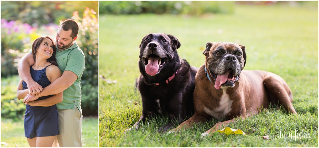 photo of dogs at engagement session