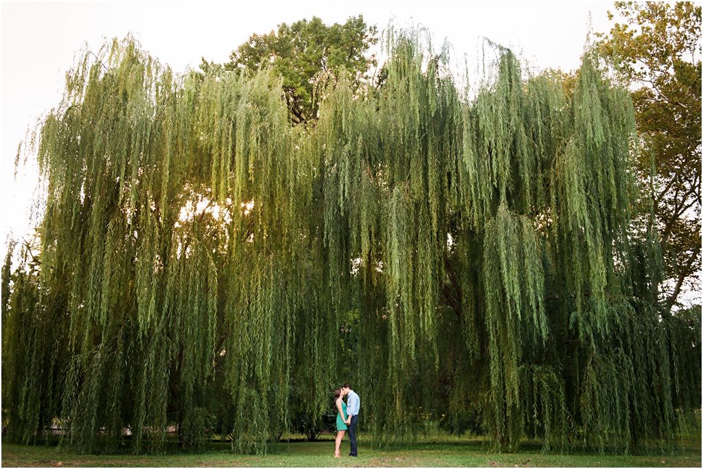 huge willow trees at tower grove park